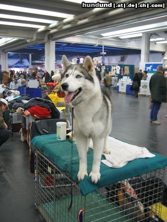 Siberian Husky Husky bei der IHA 2004 in Graz