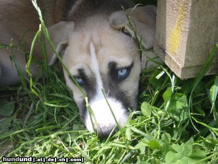 Siberian Husky Hunde Foto 11718 Siberian Husky Keine Beschreibung