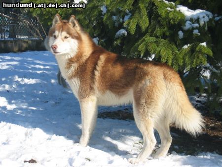 Siberian Husky Agent Lakota of Wild Marook