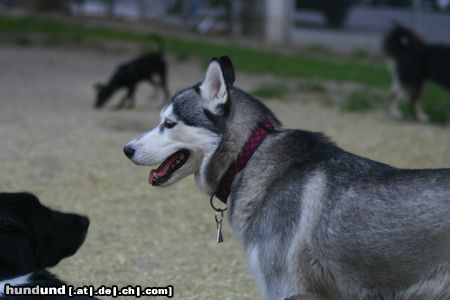 Siberian Husky Hunde Foto 23855 in höherer Auflösung ansehen Siberian Husky Jenny