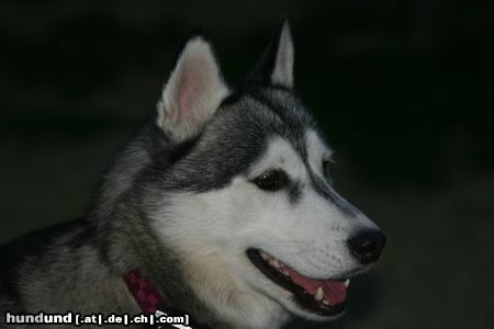 Siberian Husky Hunde Foto 23856 in höherer Auflösung ansehen Siberian Husky Jenny 2