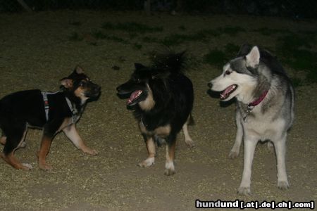 Siberian Husky Hunde Foto 23857 in höherer Auflösung ansehen Siberian Husky Das Rudel