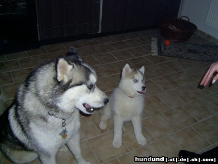 Siberian Husky Hunde Foto 3365 Siberian Husky Tai und Kara