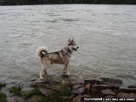 Siberian Husky Hunde Foto 8948 Siberian Husky Ich bin eine echte Wasserratte!