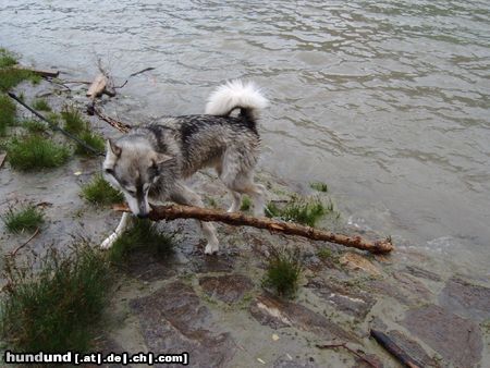 Siberian Husky Nur die großen Stöcke werden gerettet!