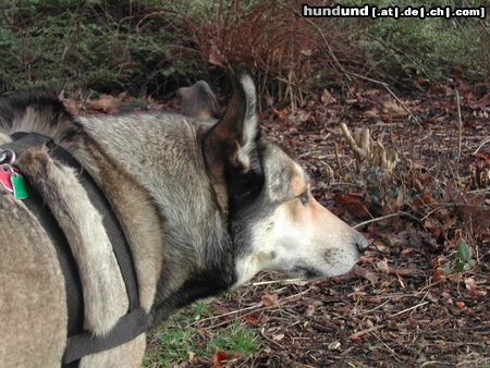 Siberian Husky Bojuck