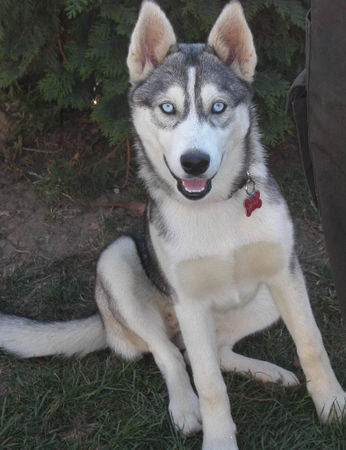 Siberian Husky unsere Jacky