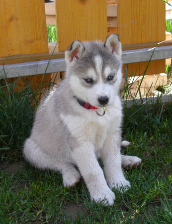 Siberian Husky unsere Jacky, klein aber oho