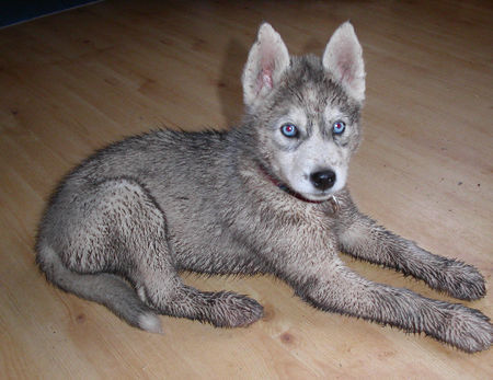 Siberian Husky nicht schon wieder baden, lass mich schmutzig