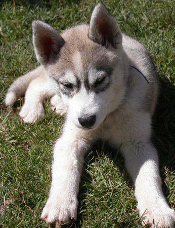 Siberian Husky Hunde Foto 39106 in höherer Auflösung ansehen Siberian Husky da schaut ja jemand ganz frech