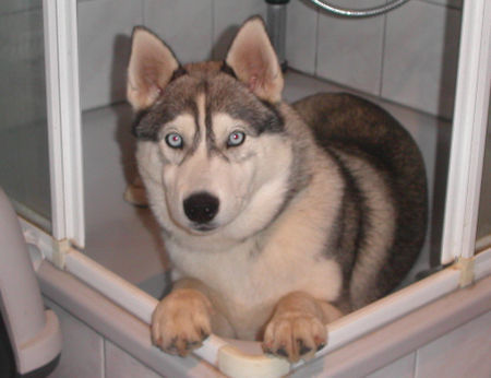 Siberian Husky