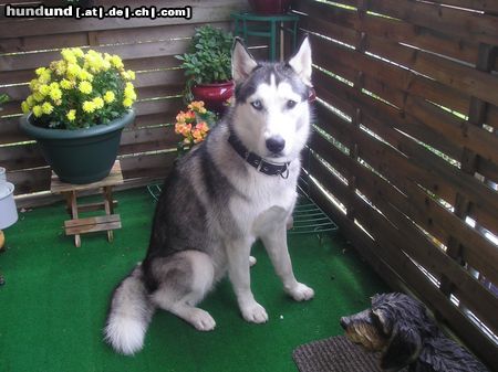 Siberian Husky Hunde Foto 26196 Siberian Husky meine Husky Hündin 8 Monate jung