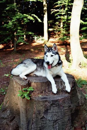 Siberian Husky Hunde Foto 34814 in höherer Auflösung ansehen Siberian Husky Jeany liebt den Wald