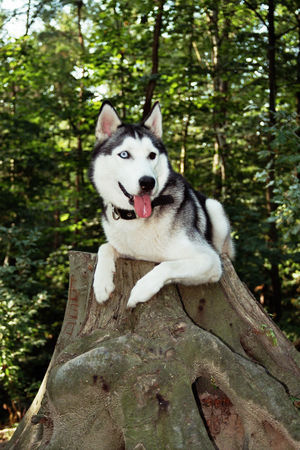 Siberian Husky Hunde Foto 34815 in höherer Auflösung ansehen Siberian Husky Jeany in Ihren Wald