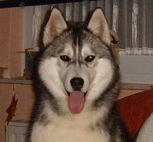 Siberian Husky Hunde Foto 27941 in höherer Auflösung ansehen Siberian Husky Hakeem Kae Kazim 9 Monate