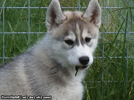 Siberian Husky Hunde Foto 22820 in höherer Auflösung ansehen Siberian Husky Hakeem Kae Kazim Colours of the Night 11 Wochen
