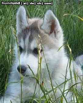 Siberian Husky Hunde Foto 22779 in höherer Auflösung ansehen Siberian Husky Siberian Husky Hakeem Kae Kazim Colours of the Night
