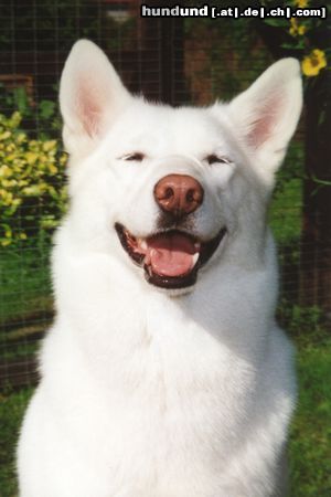 Siberian Husky Hunde Foto 10919 Siberian Husky ich lach mich schlapp