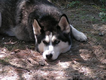 Siberian Husky Hunde Foto 30169 Siberian Husky Gally \ so und jetzt eine schöne Siesta halten