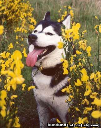 Siberian Husky AZJA Nocny Wedrowiec