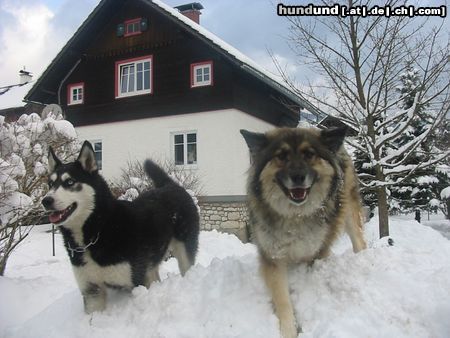 Siberian Husky Shanna und ihr Freund Balu