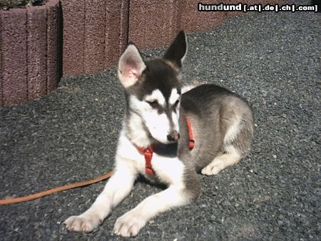 Siberian Husky Hunde Foto 20126 Siberian Husky unsere Mia - 14 Wochen