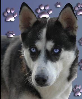 Siberian Husky Hunde Foto 26825 Siberian Husky Bestimmt die schönnste Husky Hündin!
