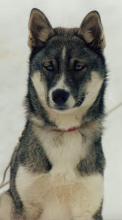 Siberian Husky Hunde Foto 927 Siberian Husky Odin am Stake Out in Österreich