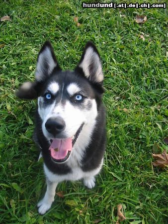 Siberian Husky