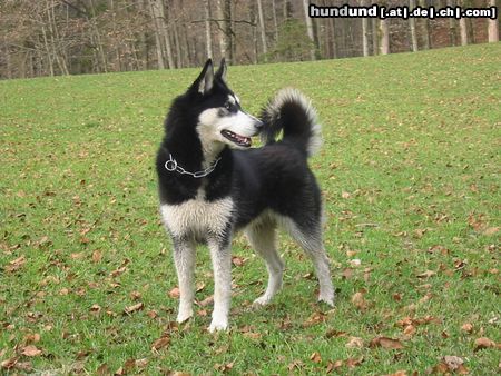 Siberian Husky Hunde Foto 10466 Siberian Husky Shanna beim Osterspaziergang