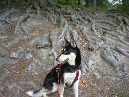 Siberian Husky Hunde Foto 28821 in höherer Auflösung ansehen Siberian Husky Cheyenne die Diva