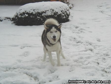 Siberian Husky Hunde Foto 10725 Siberian Husky Hey,cool Schnee!!!!!!!!