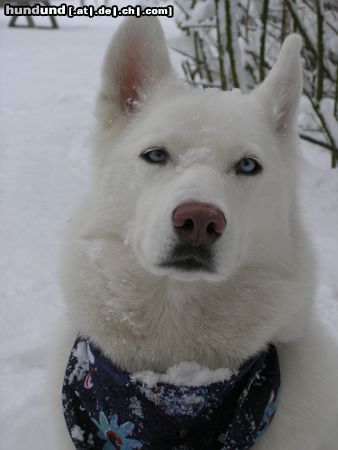 Siberian Husky Hunde Foto 10898 Siberian Husky