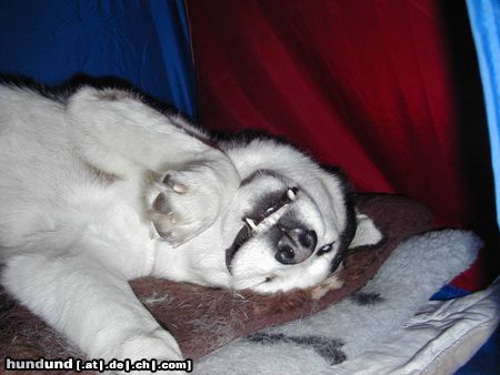 Siberian Husky Hunde Foto 10747 Siberian Husky Dodge,der kleine Vampier
