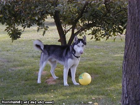Siberian Husky Hunde Foto 10749 Siberian Husky Dodge