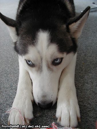 Siberian Husky Hunde Foto 10727 Siberian Husky och manno!!