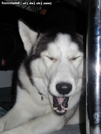 Siberian Husky Hunde Foto 10728 Siberian Husky huaa!bin ich müde!