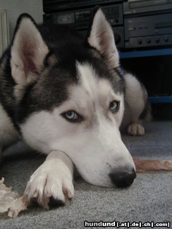 Siberian Husky Hunde Foto 10730 Siberian Husky