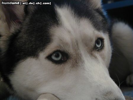 Siberian Husky Hunde Foto 10729 Siberian Husky