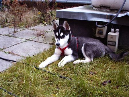 Siberian Husky Hunde Foto 29431 in höherer Auflösung ansehen Siberian Husky meine süße mit 3 mon