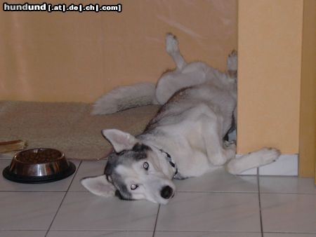Siberian Husky Hunde Foto 19484 in höherer Auflösung ansehen Siberian Husky Aiko, wie er das Leben genießt!