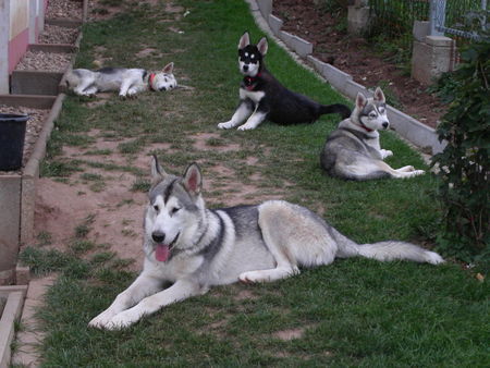 Siberian Husky