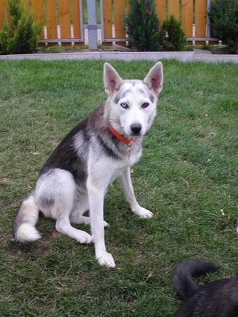 Siberian Husky Hunde Foto 38795 in höherer Auflösung ansehen Siberian Husky
