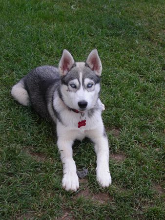 Siberian Husky Hunde Foto 38796 in höherer Auflösung ansehen Siberian Husky