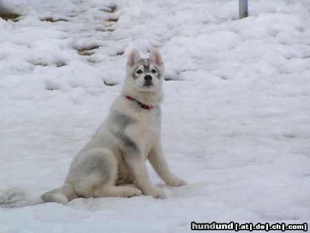 Siberian Husky Hunde Foto 20347 in höherer Auflösung ansehen Siberian Husky Naiko die 2te