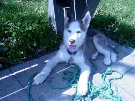 Siberian Husky Hunde Foto 35082 in höherer Auflösung ansehen Siberian Husky Mein Sancho