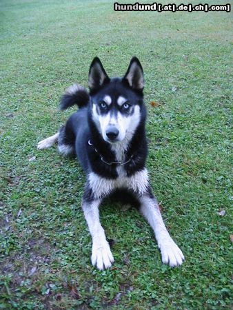 Siberian Husky Hunde Foto 6967 Siberian Husky