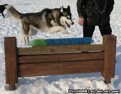 Siberian Husky Hunde Foto 22555 Siberian Husky SONORA de Ciukci