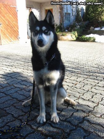 Siberian Husky Hunde Foto 8204 Siberian Husky Shanna bewacht das Haus