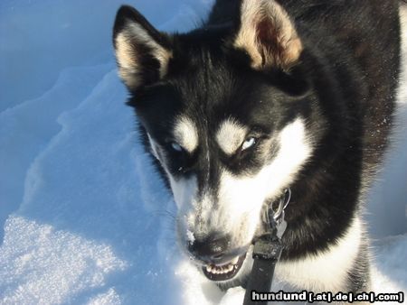 Siberian Husky Hunde Foto 7026 Siberian Husky Auch ein Husky kann Zähne zeigen